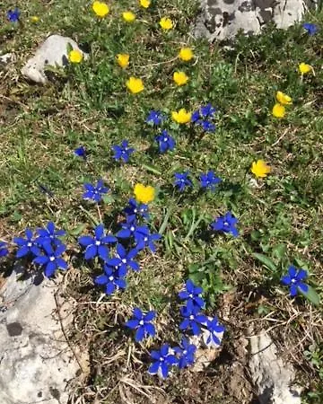 Apartman Brigitte Schoendorfer Strobl