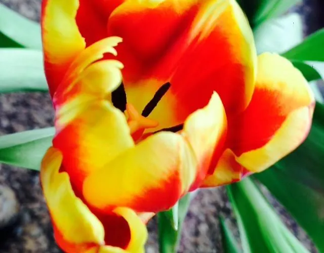 Brigitte Schöndorfer Apartment *